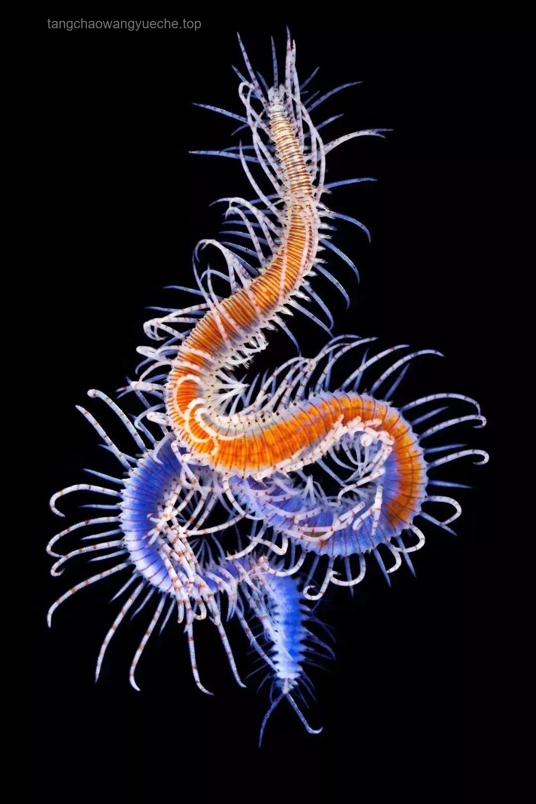 海百合：一朵自由的奇葩，海百合，棘皮动物，无脊椎动物，海洋生物
